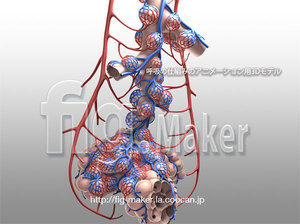 pulmonary-alveoli.jpg