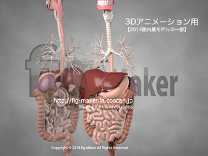 human_3d-organ.jpg