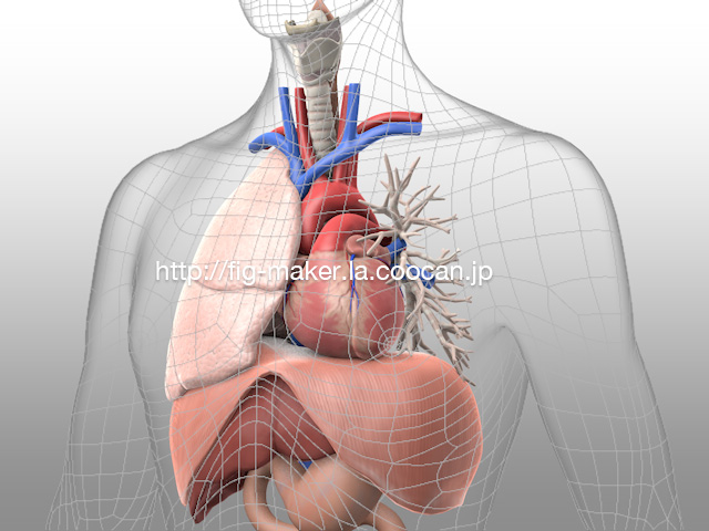呼吸のアニメーション用人体モデルの制作 Tips備忘録