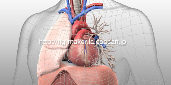  呼吸のアニメーション用人体モデルの制作