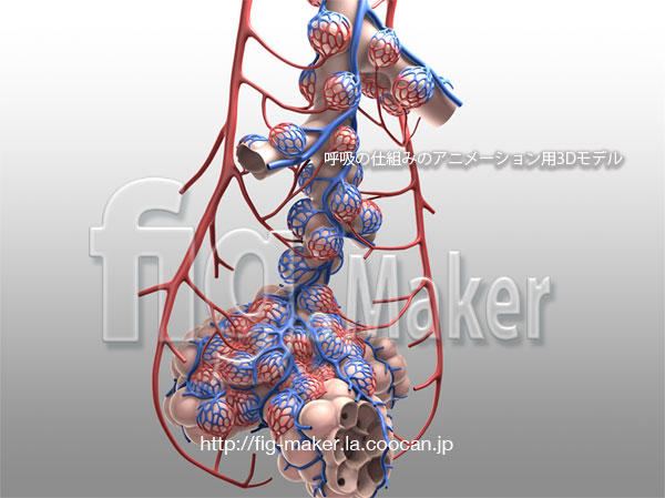 http://fig-maker.la.coocan.jp/blog/items/human-anatomy/pulmonary-alveoli.jpg