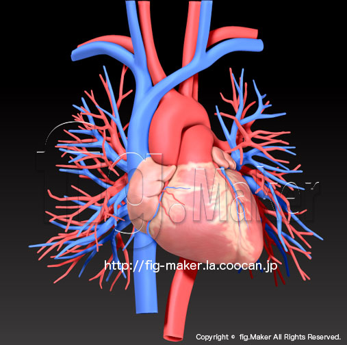 http://fig-maker.la.coocan.jp/blog/items/human-anatomy_heart.jpg