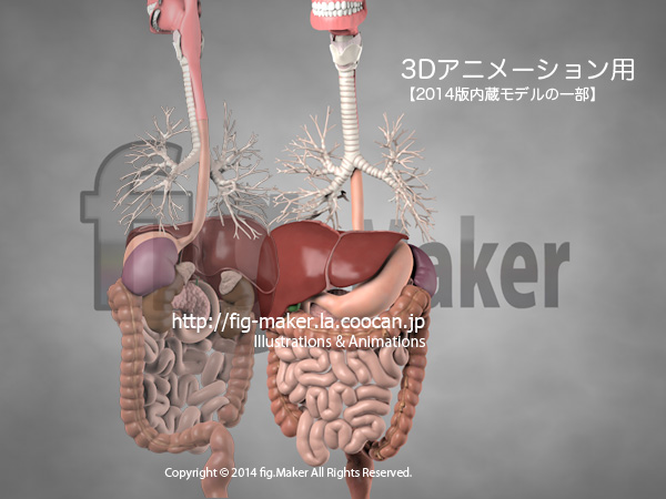 http://fig-maker.la.coocan.jp/blog/items/human_3d-organ.jpg