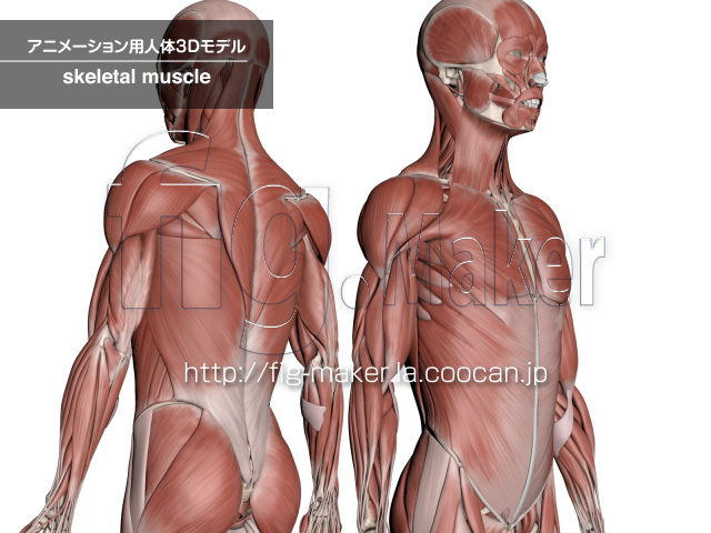 人体のアニメーション用3dモデルの制作 全身の筋肉