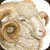 ヒツジ(メリノ種) merino sheep