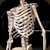 肋骨と脊柱_3DCG
